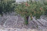 GRAD ZASUO ČAČAK I OKOLINU! Sve se zabelelo u nekoliko minuta - VOĆARI U ŠOKU! (FOTO)