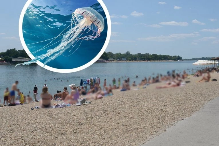 ADA CIGANLIJA PUNA MEDUZA - Pun plićak ovih životinja! (VIDEO)