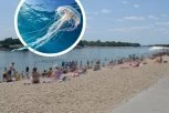 ADA CIGANLIJA PUNA MEDUZA - Pun plićak ovih životinja! (VIDEO)
