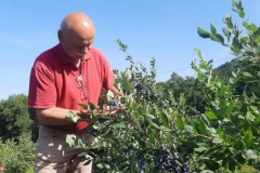 MOMČILO NA RUDNIKU IMA MALI "RUDNIK ZLATA"! Gaji voće koje košta 800 dinara za kilogram, sve odmah rasproda, a ove godine je rodilo KAO NIKADA PRE! (FOTO)