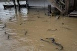 KAO IZ HOROR FILMA! Posle RAZORNIH poplava na slobodi 900 OTROVNIH ZMIJA, ljudi u PANICI – IMA MRTVIH! (VIDEO)
