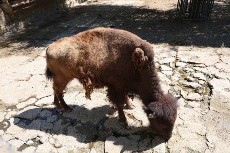 Beo zoo vrt slavi 90. rođendan