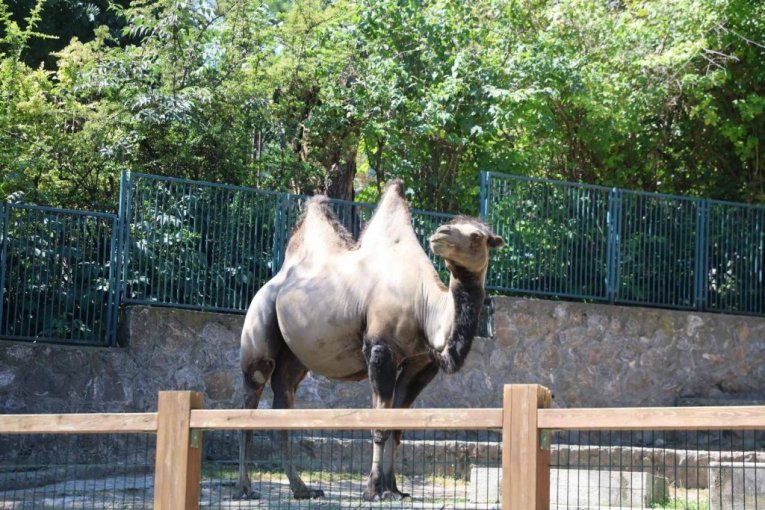 Beo zoo vrt slavi 90. rođendan