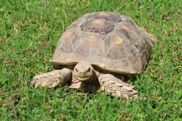Beo zoo vrt slavi 90. rođendan