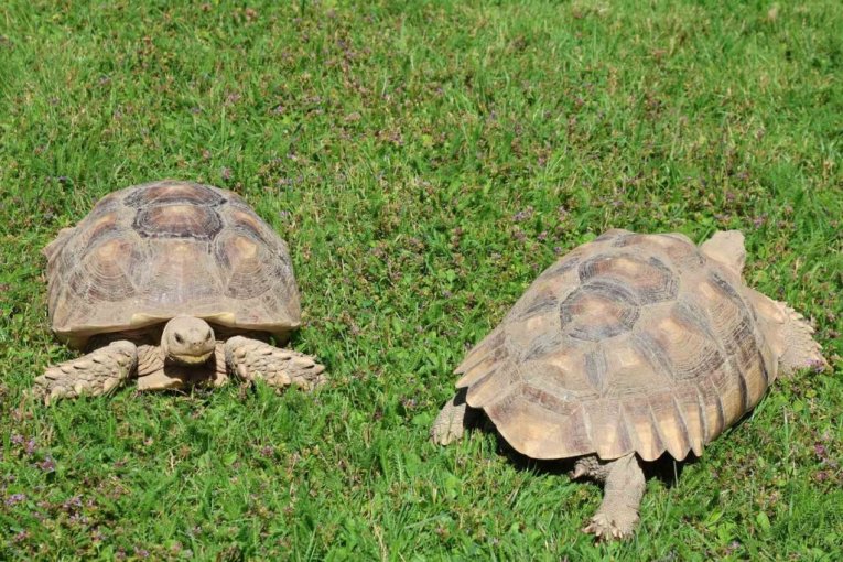 Beo zoo vrt slavi 90. rođendan
