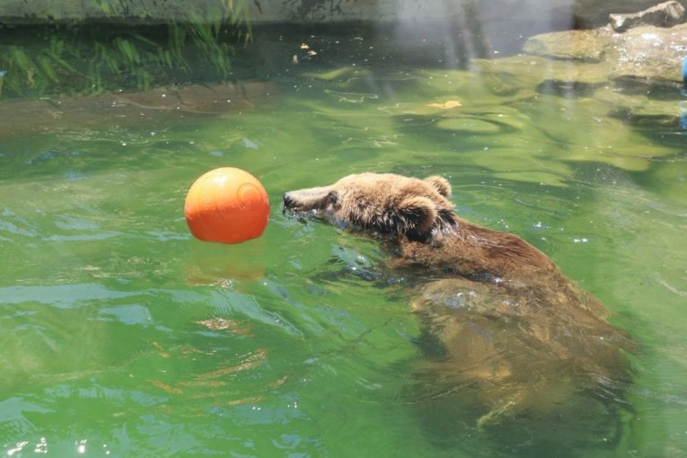 Beo zoo vrt slavi 90. rođendan