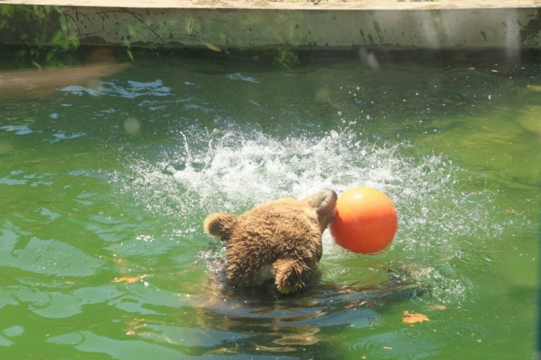 Beo zoo vrt slavi 90. rođendan