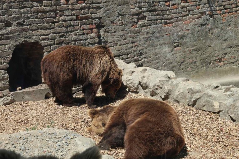 Beo zoo vrt slavi 90. rođendan