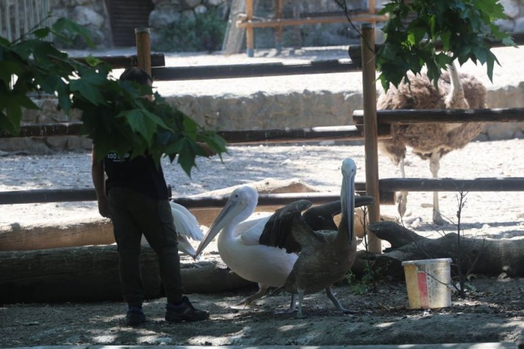 Beo zoo vrt slavi 90. rođendan