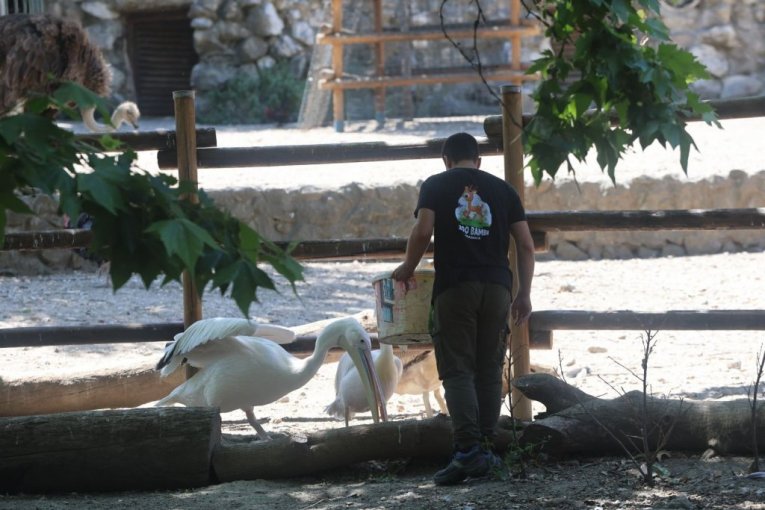 Beo zoo vrt slavi 90. rođendan