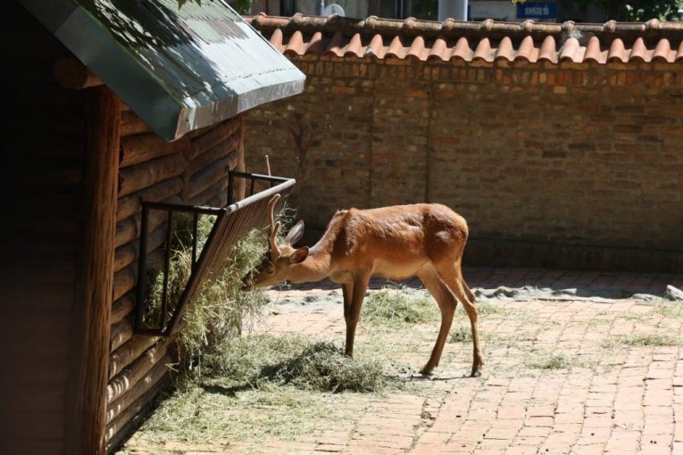 Beo zoo vrt slavi 90. rođendan