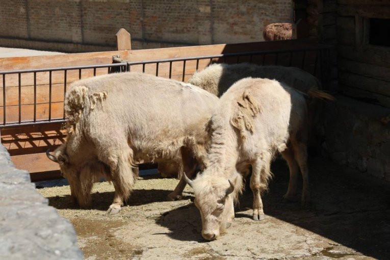 Beo zoo vrt slavi 90. rođendan
