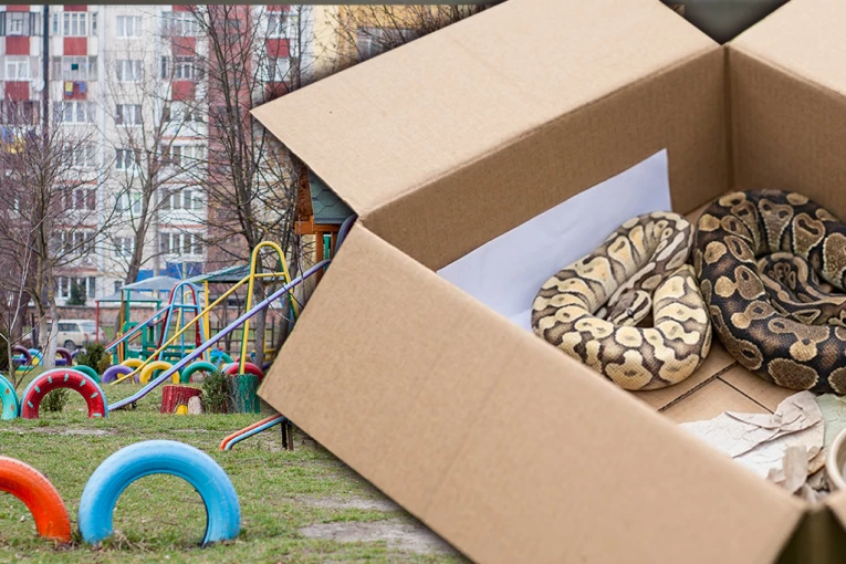 HOROR! Deca pronašla dva pitona u kutiji na igralištu!