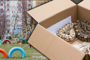 HOROR! Deca pronašla dva pitona u kutiji na igralištu!