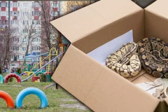 HOROR! Deca pronašla dva pitona u kutiji na igralištu!