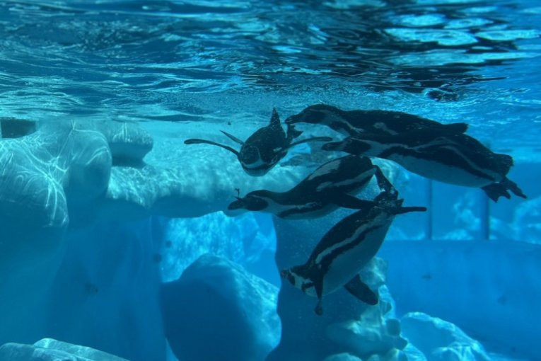 Beo zoo vrt slavi 90. rođendan