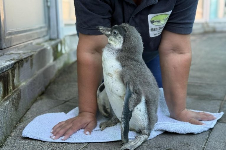 Beo zoo vrt slavi 90. rođendan
