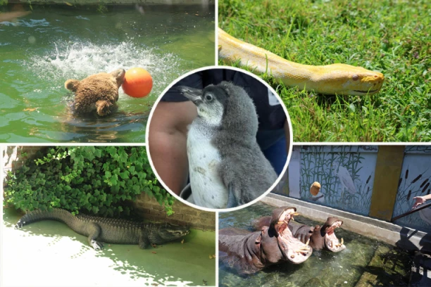 OVO SU ZVEZDE ZOO VRTA U BEOGRADU! Piton Uroš se SUNČA, aligator Muja kulira već 100 GODINA, a tu je i BEBA PINGVIN: Možete ih videti besplatno (VIDEO)