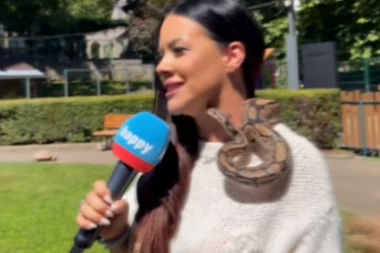 SCENA LEDI KRV U ŽILAMA! Naša voditeljka u PROGRAMU stavila ZMIJU OKO VRATA: Situacija izmakla kontroli, osoblje HITNO REAGOVALO! (VIDEO)