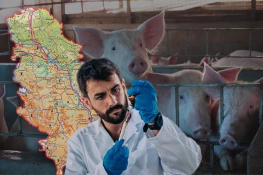 Ova mesta u Srbiji su najkritičnija, bolest se širi -  virus koji napada svinje ušao na velike farme!