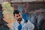 Ova mesta u Srbiji su najkritičnija, bolest se širi -  virus koji napada svinje ušao na velike farme!