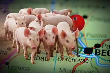 EUTANAZIRANO OKO 700 SVINJA U SREMSKOJ MITROVICI: Afrička kuga odnosi grla - ovo su svi simptomi!