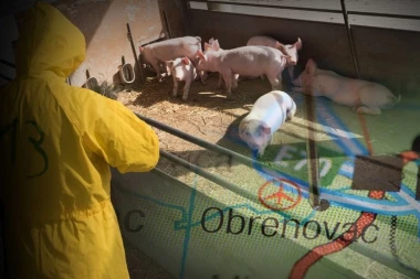 Pojavila se zarazna bolest u Obrenovcu - Stiglo hitno upozorenje!