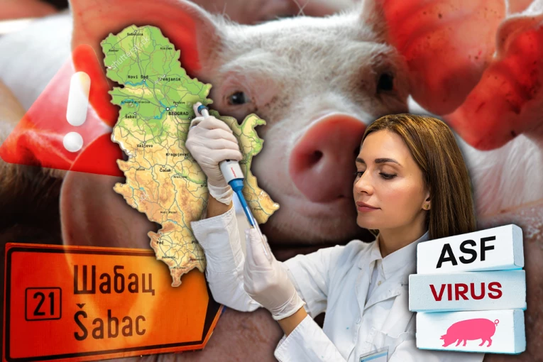 PROGLAŠENA VANREDNA SITUACIJA U ŠAPCU! Zbog širenja afričke kuge svinja, oprez podignut na najviši nivo!