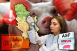PROGLAŠENA VANREDNA SITUACIJA U ŠAPCU! Zbog širenja afričke kuge svinja, oprez podignut na najviši nivo!