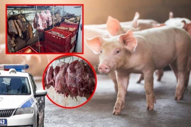 PRONAĐENO 7.600 KILOGRAMA MESA BEZ POREKLA! Palo i prvo hapšenje zbog ŠIRENJA AFRIČKE KUGE u Sremskoj Mitrovici!