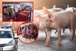 PRONAĐENO 7.600 KILOGRAMA MESA BEZ POREKLA! Palo i prvo hapšenje zbog ŠIRENJA AFRIČKE KUGE u Sremskoj Mitrovici!