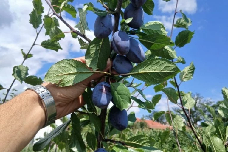 GRANE SE SAVILE OD RODA! Ako uzgajate OVO voće, smeši vam se lepa zarada - ipak, stručnjaci upozoravaju na jednu stvar!