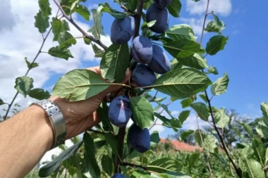 GRANE SE SAVILE OD RODA! Ako uzgajate OVO voće, smeši vam se lepa zarada - ipak, stručnjaci upozoravaju na jednu stvar!