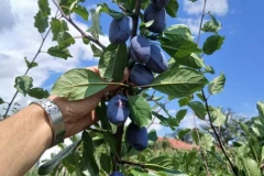 GRANE SE SAVILE OD RODA! Ako uzgajate OVO voće, smeši vam se lepa zarada - ipak, stručnjaci upozoravaju na jednu stvar!