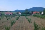 REKORDAN ROD OVOG VOĆA U SRBIJI! Grane se savile, ove godine biće i za džem, i za rakiju, ali i za prodaju! (FOTO)