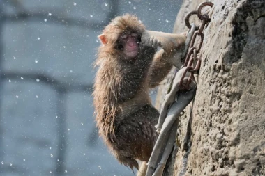 SNIMAK MAJMUNA PANČA OBIŠAO JE PLANETU, A SADA PROSLAVLJA PRVI ROĐENDAN! Kada ga je majka odbacila, grlio je igračku - DANAS JE SVE DRUGAČIJE! (FOTO)