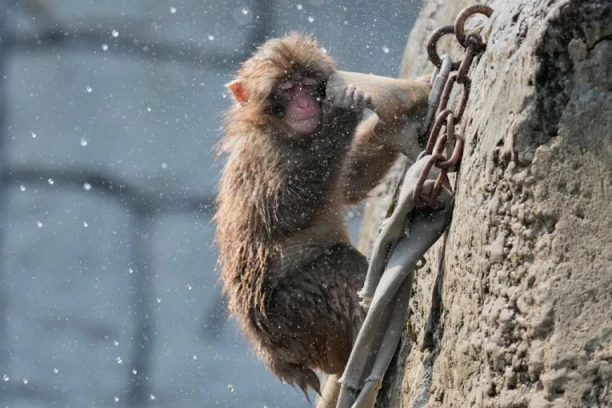 SNIMAK MAJMUNA PANČA OBIŠAO JE PLANETU, A SADA PROSLAVLJA PRVI ROĐENDAN! Kada ga je majka odbacila, grlio je igračku - DANAS JE SVE DRUGAČIJE! (FOTO)