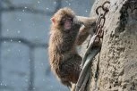 SNIMAK MAJMUNA PANČA OBIŠAO JE PLANETU, A SADA PROSLAVLJA PRVI ROĐENDAN! Kada ga je majka odbacila, grlio je igračku - DANAS JE SVE DRUGAČIJE! (FOTO)