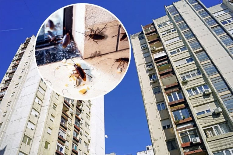 NAJEZDA BUBAŠVABA ZU BEOGRADU! Ulaze i u stanove, a najviše ih ima OVDE