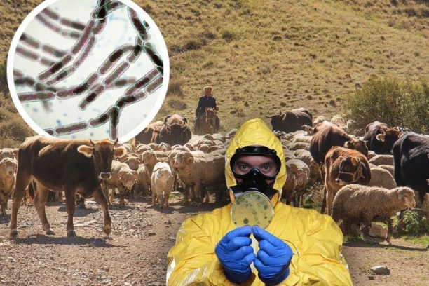 PROGLAŠENA EPIDEMIJA ANTRAKSA U STEFANOVU! Zaraza buknula na farmi, ljudi se zarazili mesom!