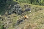 VANREDNA SITUACIJA U CELOJ SJENICI! Dugotrajna suša ugrozila SNABDEVANJE VODOM, pomoć stiže i od Vojske Srbije