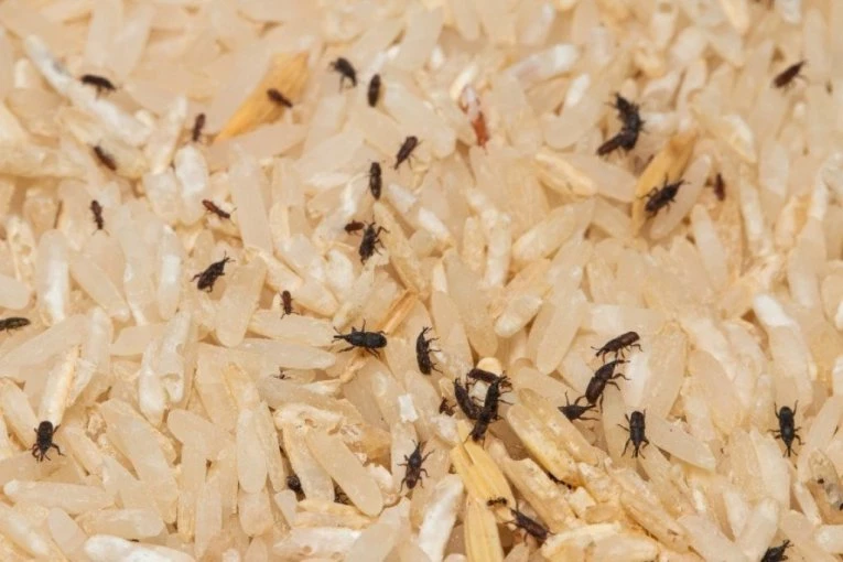 Pronašli ste žiške u brašnu ili pirinču? Evo kako da ih se rešite i sprečite da se vrate