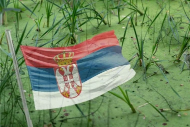 SRBIJA POD INVAZIJOM PREDATORA POZNATIH PO KANIBALIZMU! Viđate ih svuda, a evo zašto ih je odjednom toliko!