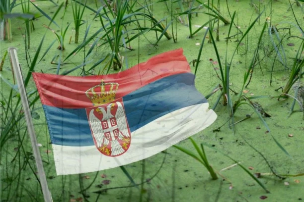 SRBIJA POD INVAZIJOM PREDATORA POZNATIH PO KANIBALIZMU! Viđate ih svuda, a evo zašto ih je odjednom toliko!
