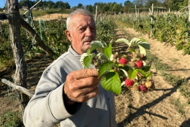 ČUDO NEVIĐENO! Maline drugi put rodile u ovom delu Srbije! (FOTO)