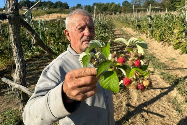 ČUDO NEVIĐENO! Maline drugi put rodile u ovom delu Srbije! (FOTO)
