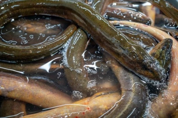 KRIJUMČARENJE OVE RIBE UPOREĐUJU SA TRGOVINOM DROGOM! Nekada bila hrana za siromašne, a danas je luskuz vredan HILJADE EVRA