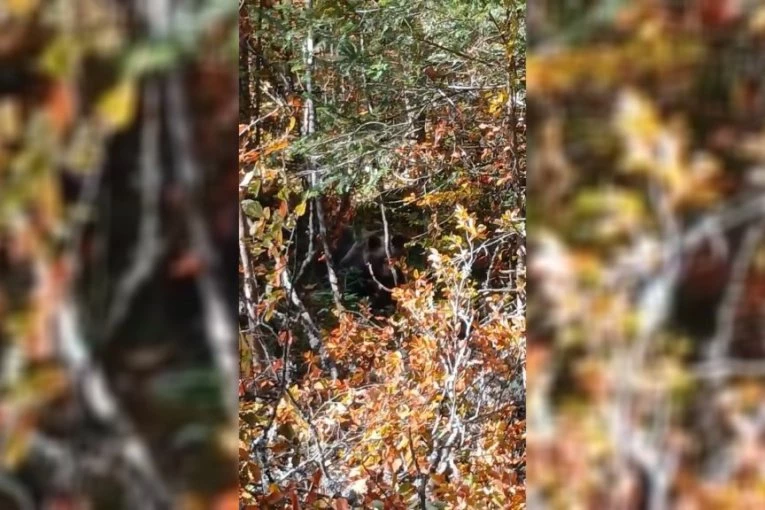 PRONAĐI MEDVEDA NA SLICI: Skriva se u šumama Tare, a evo kako je reagovao kada je video ljude