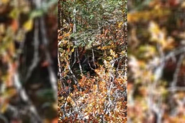 PRONAĐI MEDVEDA NA SLICI: Skriva se u šumama Tare, a evo kako je reagovao kada je video ljude