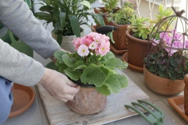 Koje biljke mogu da ulepšaju terasu i kada temperature padnu?